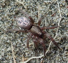 Scotophaeus pretiosus