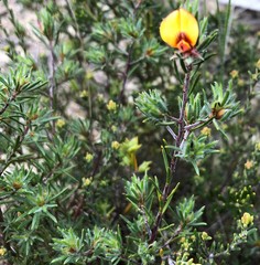 Pultenaea penna