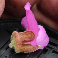 Podalyria variabilis