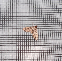 Nacoleia rhoeoalis