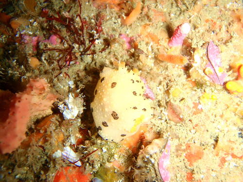 Mandelia mirocornata