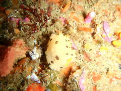 Mandelia mirocornata