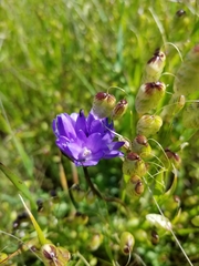 Dipterostemon capitatus