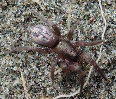 Scotophaeus pretiosus