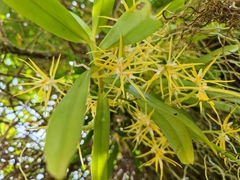 Thrixspermum centipeda