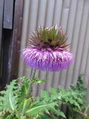 Cirsium purpuratum