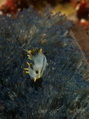 Virididentula dentata