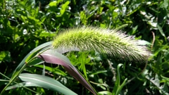 Setaria viridis major