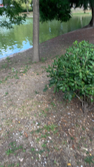 Pittosporum tobira
