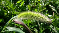 Setaria viridis major