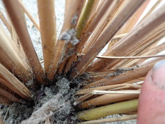 Scotophaeus pretiosus