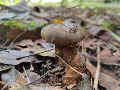 Phlebopus portentosus