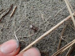 Scotophaeus pretiosus