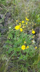 Potentilla crebridens