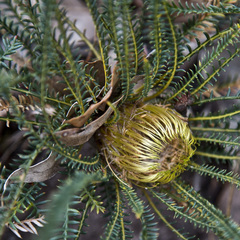 Banksia arctotidis