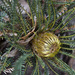 Banksia arctotidis - Photo (c) Brett Payne, alguns direitos reservados (CC BY-NC), uploaded by Brett Payne