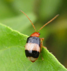 Monolepta melanogaster