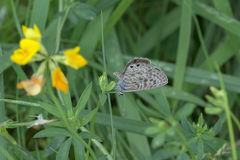 Leptotes pirithous