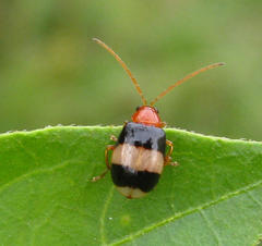 Monolepta melanogaster