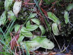 Pinguicula
