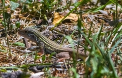 Aspidoscelis gularis