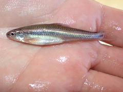 Notropis leuciodus