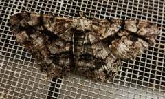 Peribatodes umbraria