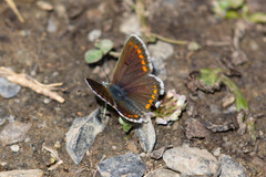 Aricia montensis