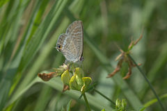 Lampides boeticus