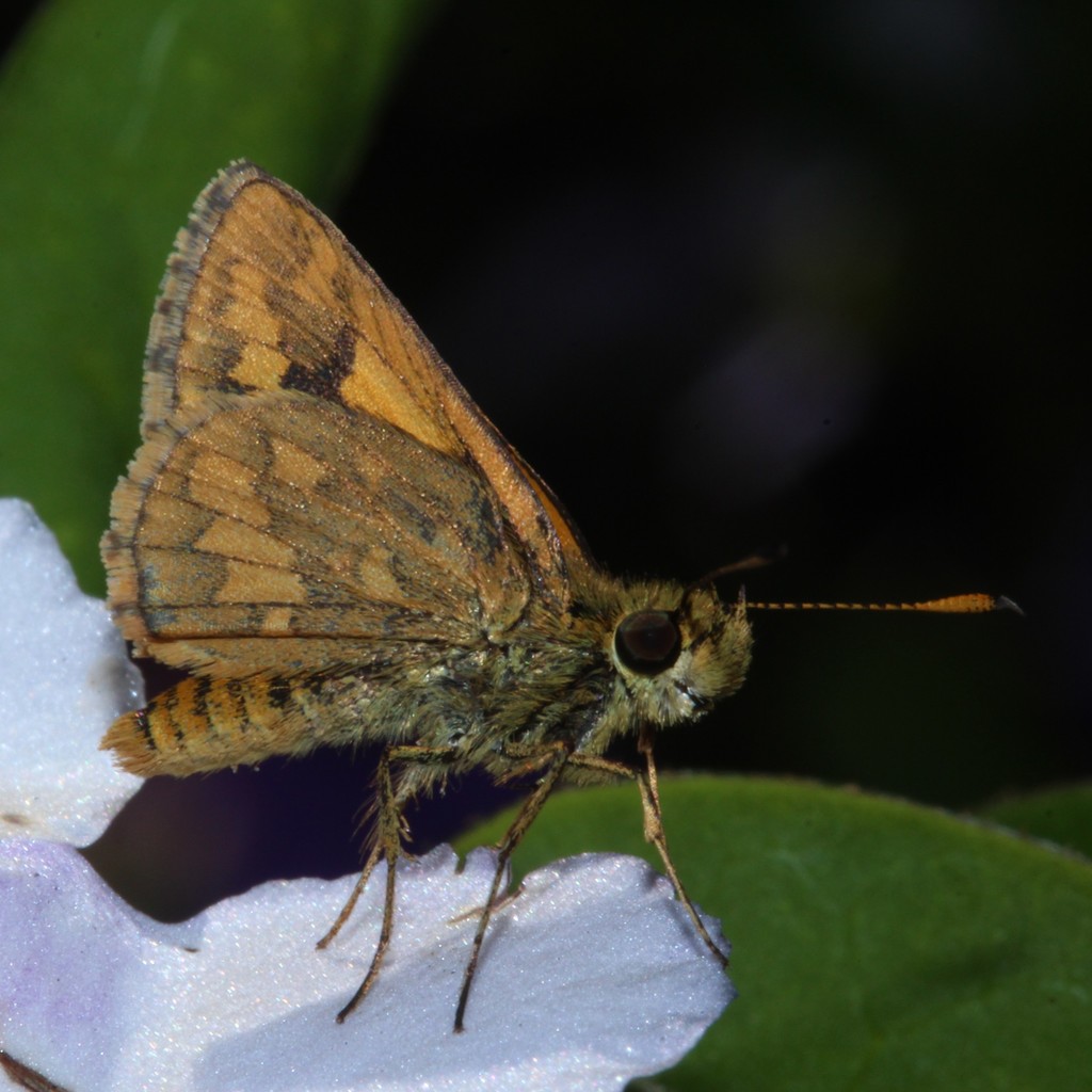 Wide-brand Grass-dart