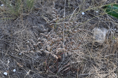 Goniolimon tataricum