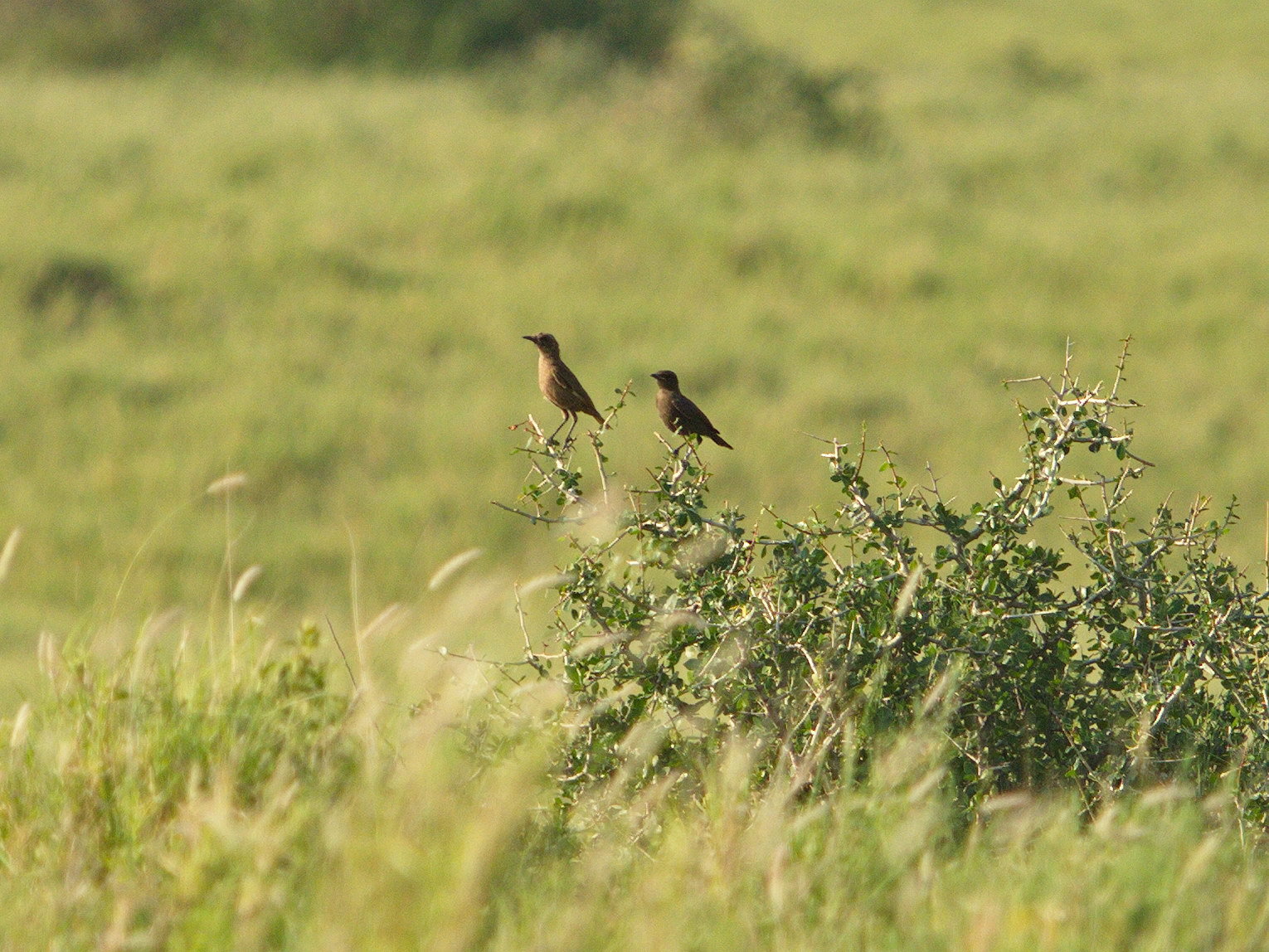 Southern Anteater-Chat (Myrmecocichla formicivora)