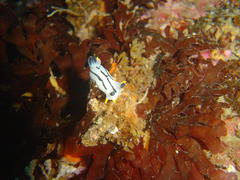 Polycera capensis