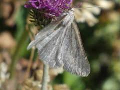 Gnophini