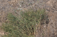 Anabasis aphylla