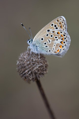 Polyommatus escheri
