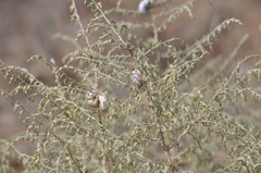 Artemisia santonicum
