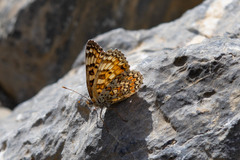 Melitaea pseudornata