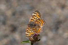 Melitaea pseudornata