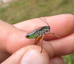 Anonconotus pusillus