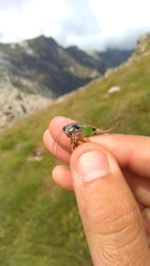 Anonconotus pusillus