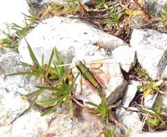 Epipodisma pedemontana