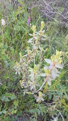 Rhododendron parvifolium