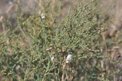 Anabasis aphylla