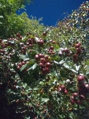 Crataegus