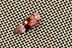 Metidiocerus elegans