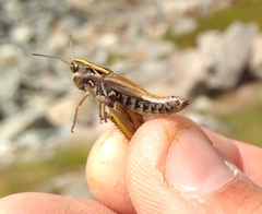 Stenobothrus ursulae