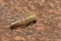 Idiocerus vicinus