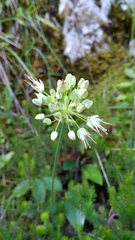 Allium ochroleucum