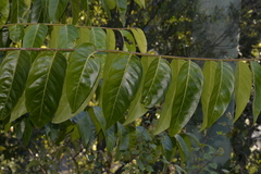 Glochidion sumatranum